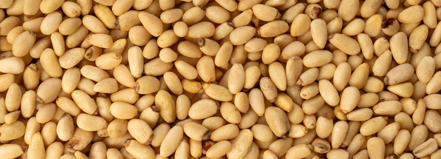 Pinienkerne | Pine nut kernels